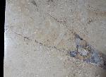 Hibolithes sp. (MONTFORT 1808) - Bild &copy; FossNet FossilienStore